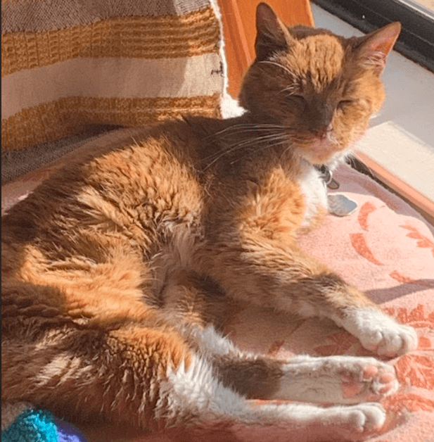 the last shaky plank finally fell beneath the deck